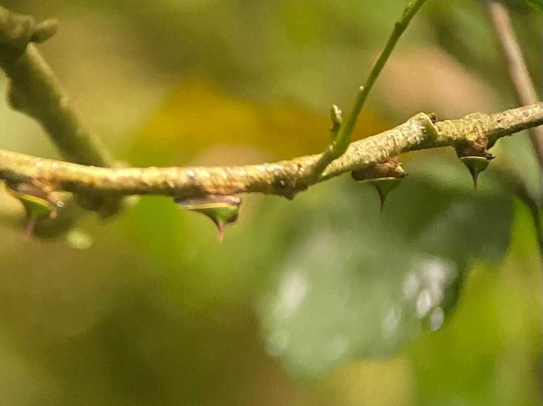 Monteverde Cloud Forest Biological Reserve-蒙特维多云雾森林自然保护区必去景点