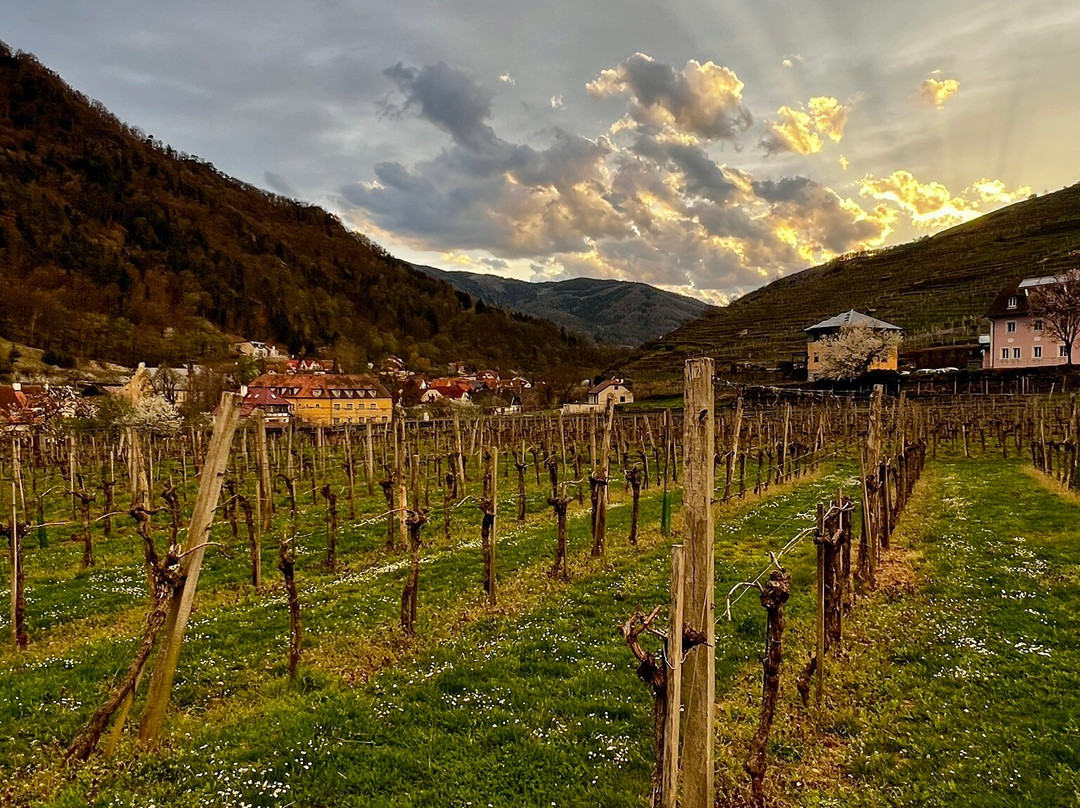 Boutiquehotel WEINSPITZ Wachau - ADULTS ONLY主图