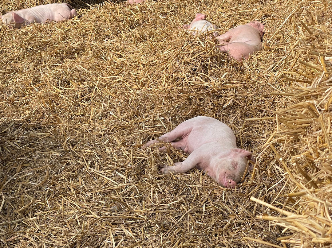 Coombes Farm-Coombes必去景点