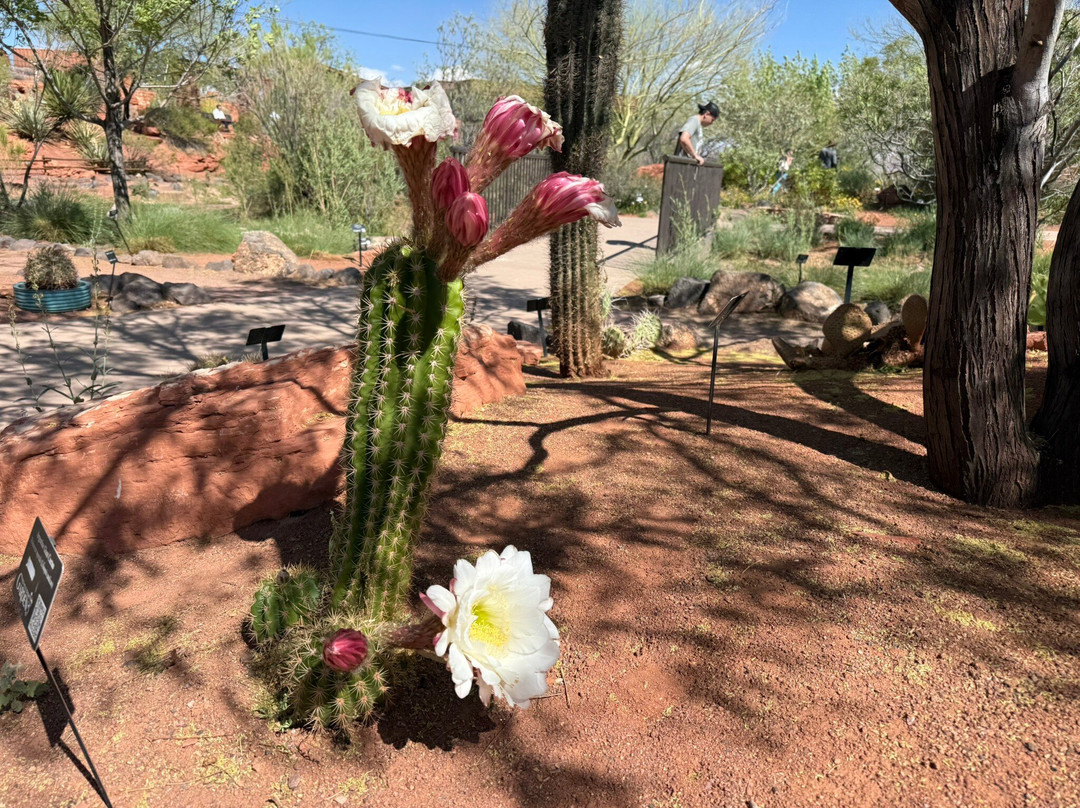 Red Hills Desert Garden-圣乔治必去景点