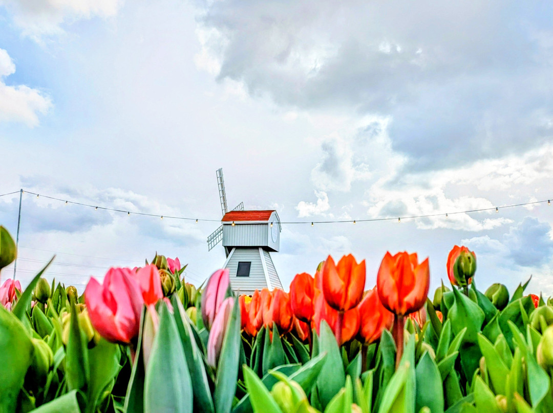 Tulleys Tulip Fields - Hertfordshire-圣奥尔本斯必去景点