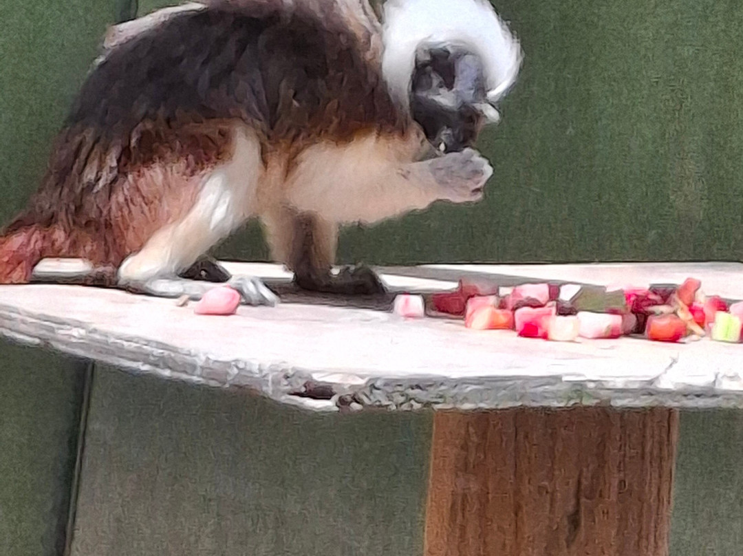 Akumal Monkey Sanctuary & Rescued Animals-艾库玛尔必去景点