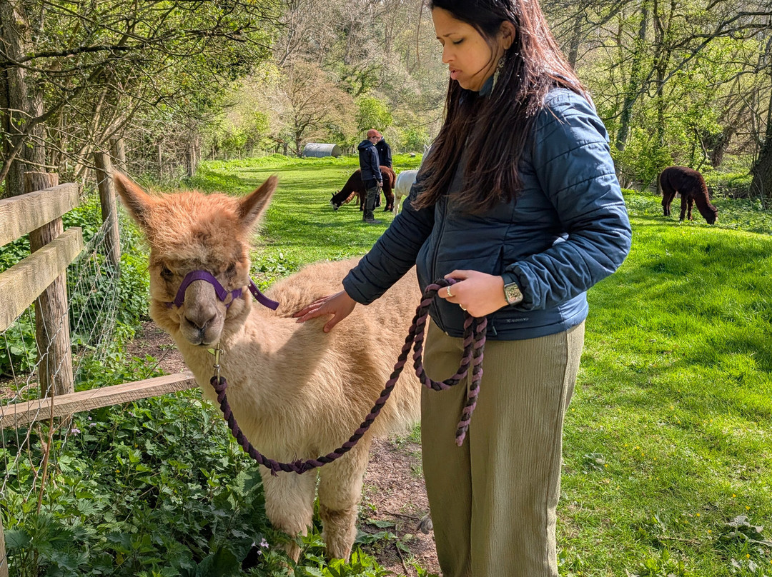 Bell Farm Alpacas-Pensford必去景点