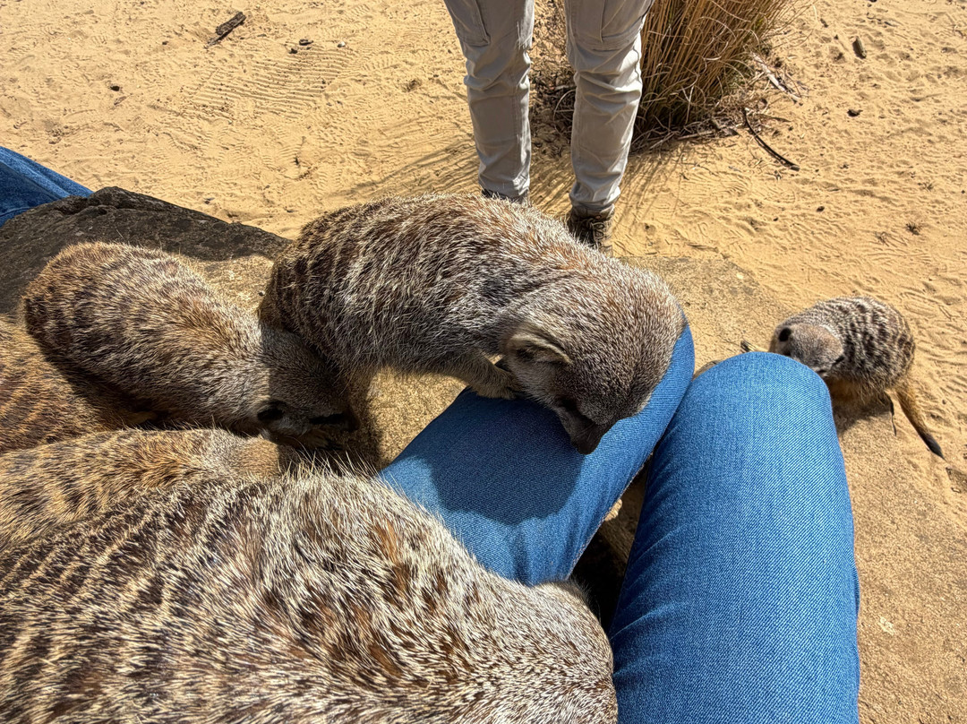 Woburn Safari Park-Woburn必去景点