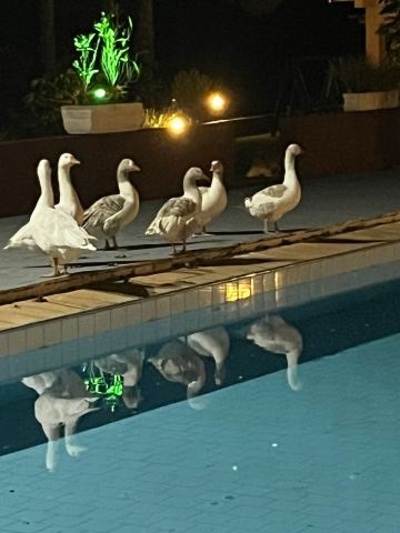 Hotel Dona Paschoalina-泳池
