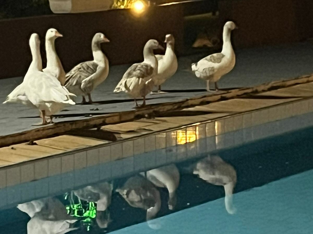 Hotel Dona Paschoalina主图