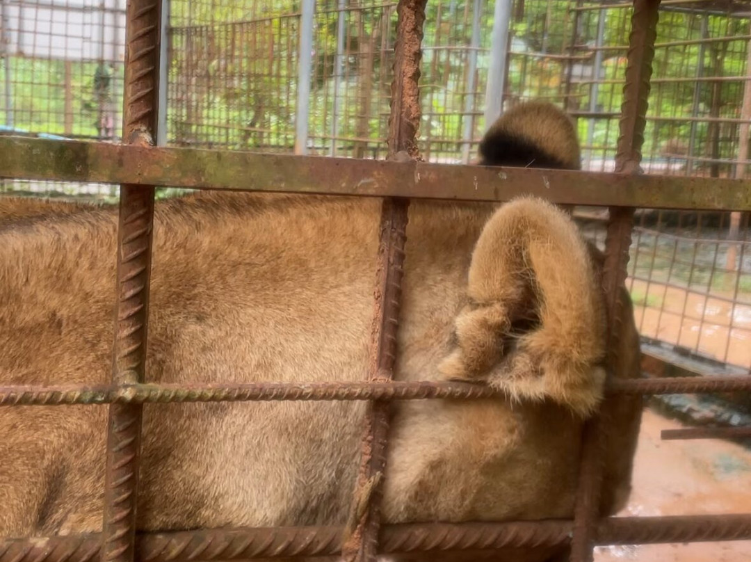 Battambang Crocodile Farm-马德望必去景点