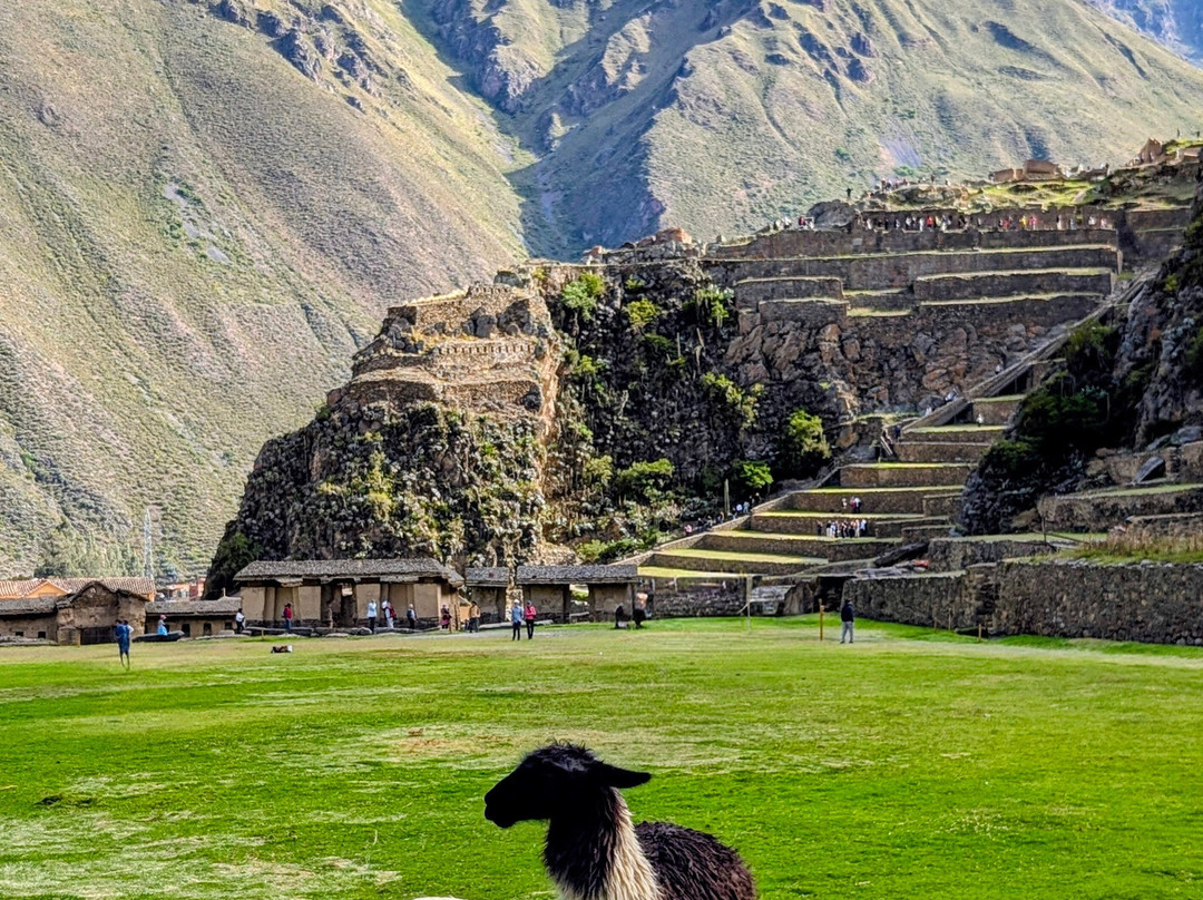 Alpaca Expeditions-库斯科必去景点