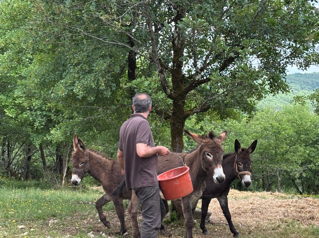 Safari de Saint Cirq Lapopie-Saint-Cirq-Lapopie必去景点