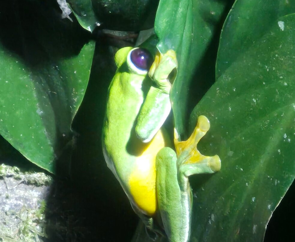 Ranario Monteverde Frog Pond-圣埃伦娜必去景点