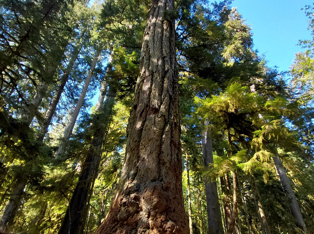 Cathedral Grove-艾伯尼港必去景点