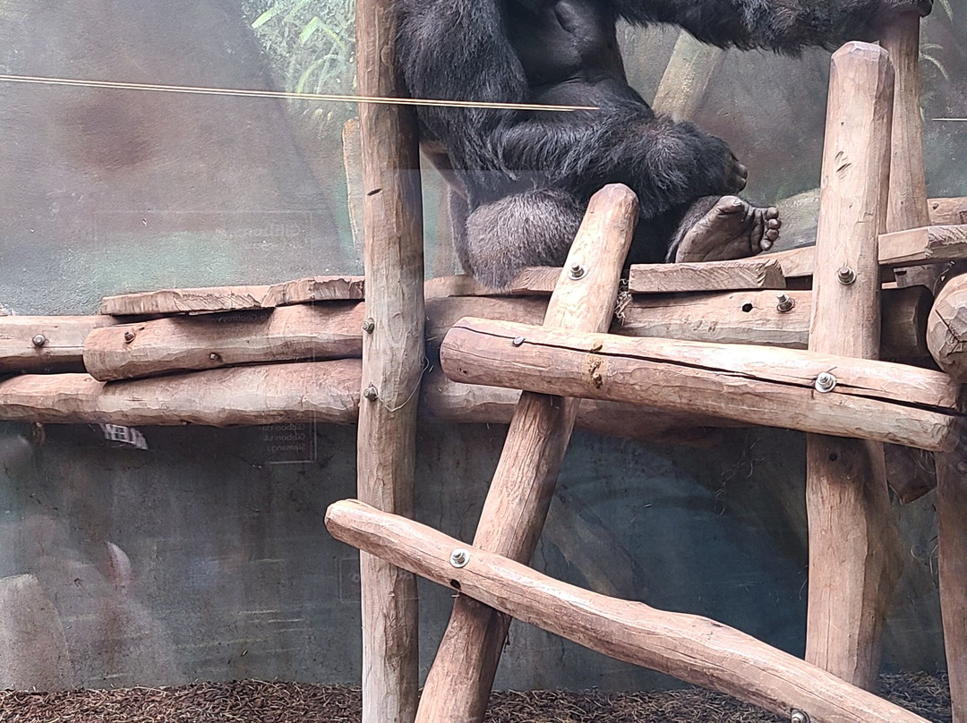 Zoo D'Amneville-昂内维尔必去景点
