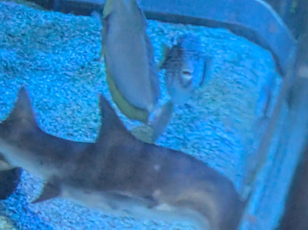 Sea Life Scarborough-斯卡伯勒必去景点