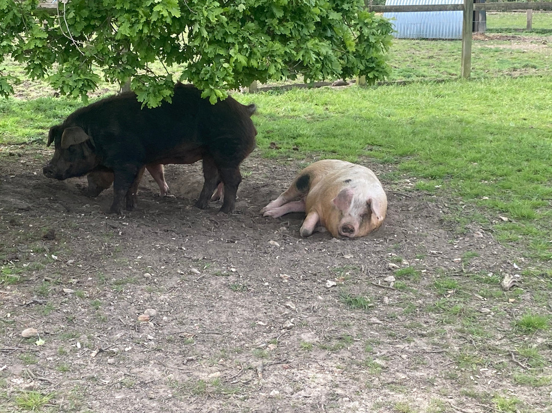 Quarr Abbey-赖德必去景点