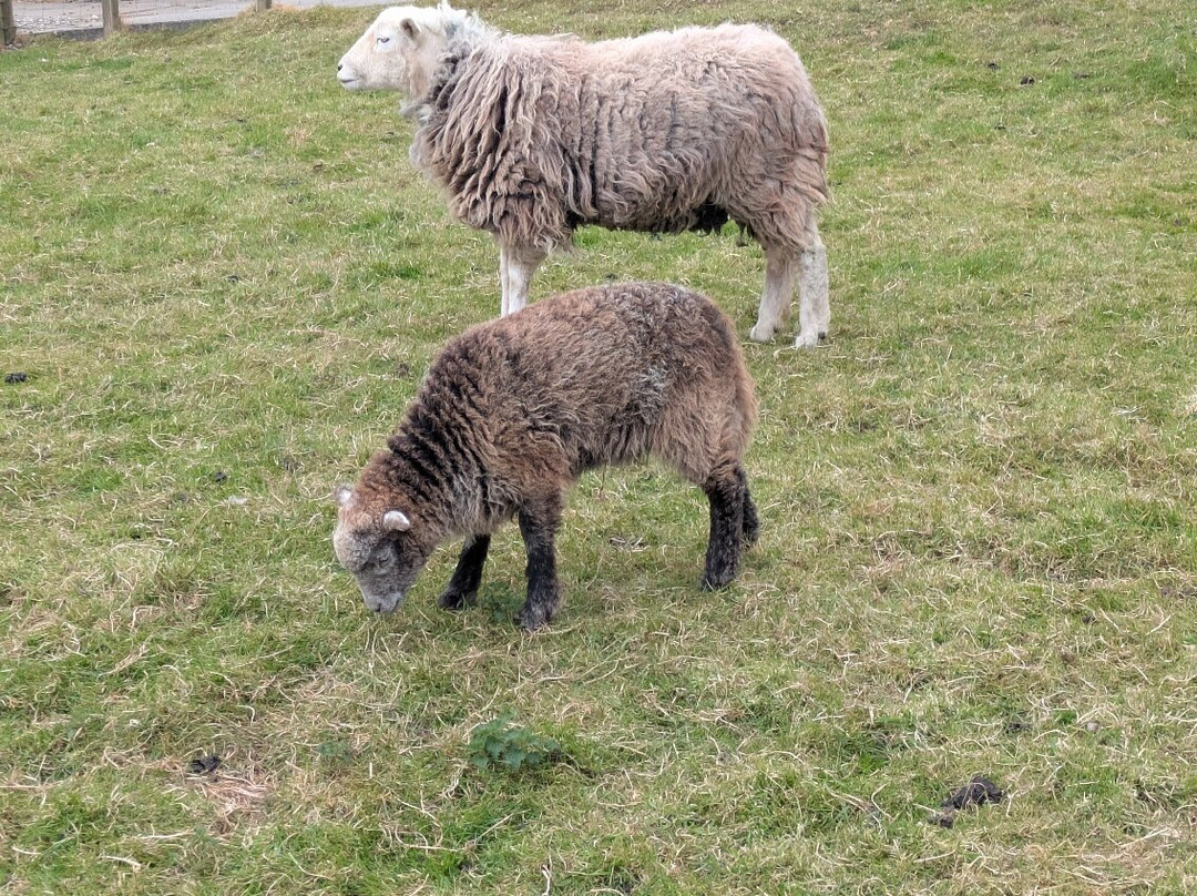 The Scottish Wool Centre-Aberfoyle必去景点