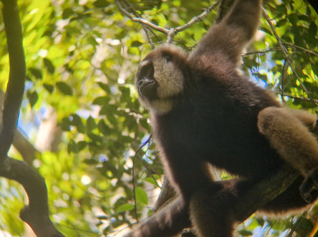 Orangutan Houseboat Tour-Kumai必去景点