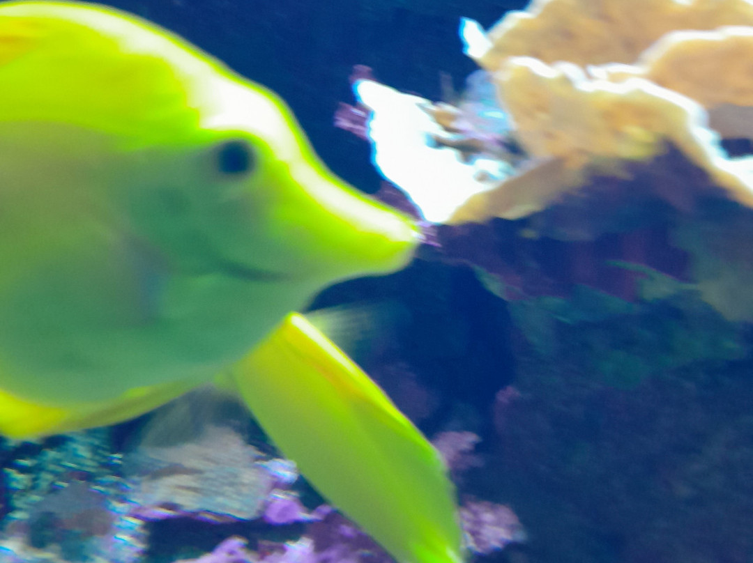 Aquarium de Lyon-La Mulatiere必去景点