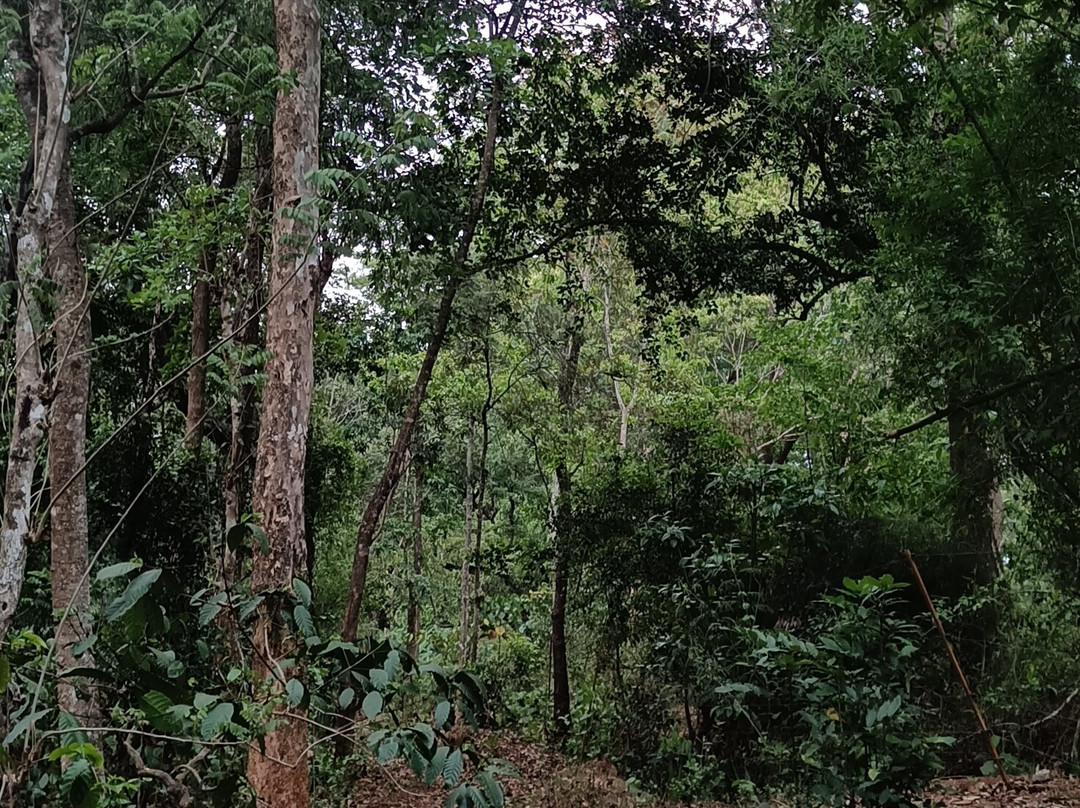 普格马克思丛林旅馆主图
