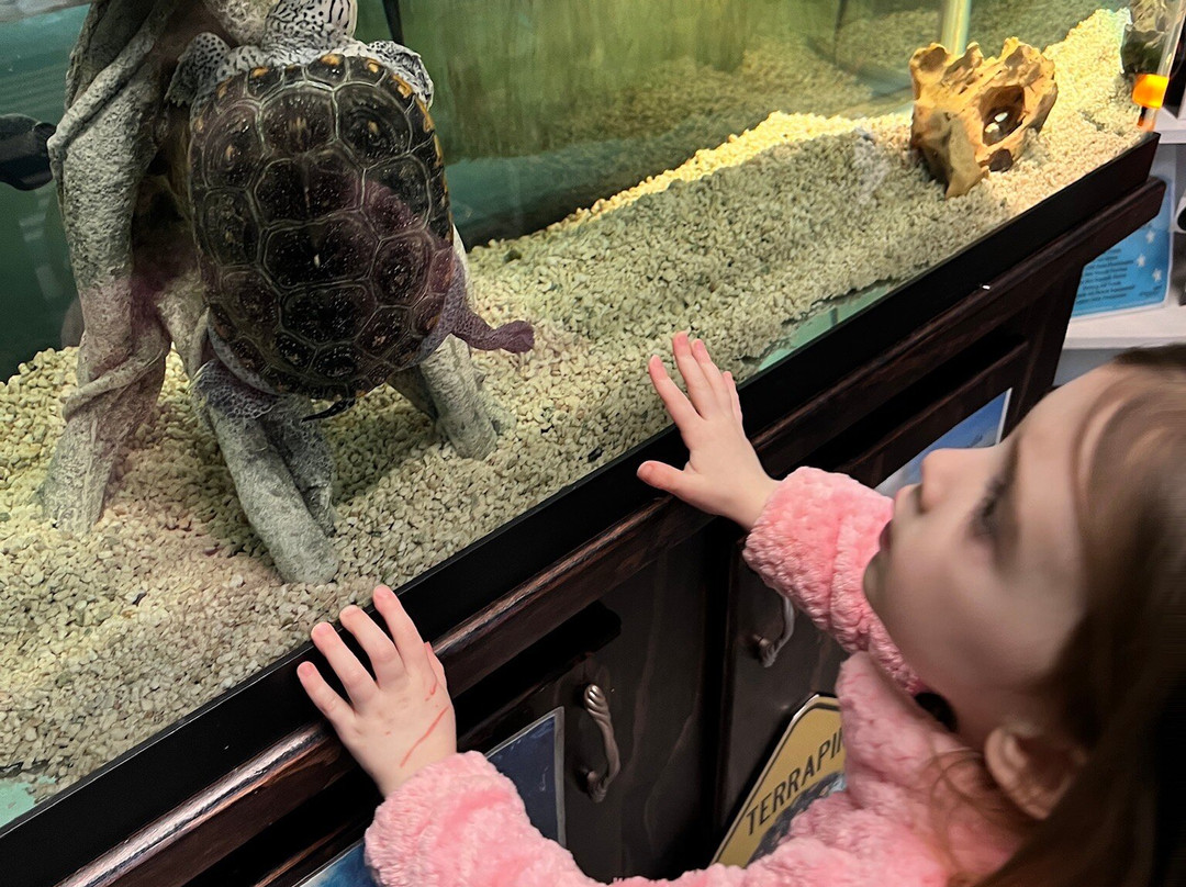 Forgotten Coast Sea Turtle Center-Port Saint Joe必去景点