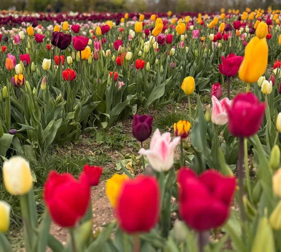 Tulleys Tulip Fields - Hertfordshire-圣奥尔本斯必去景点