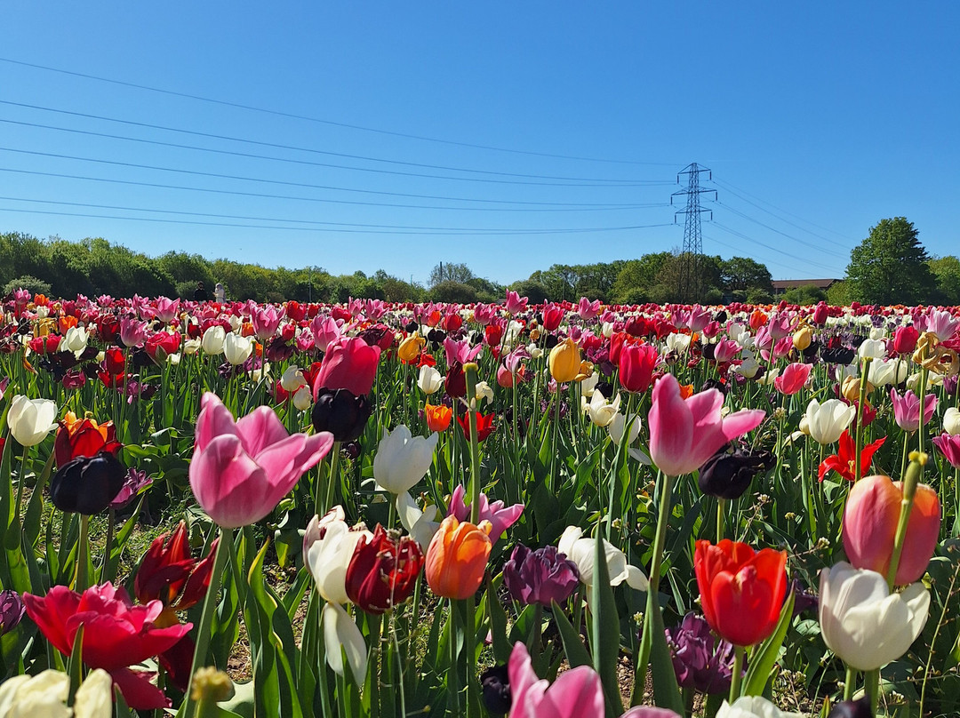 Tulleys Tulip Fields - Hertfordshire-圣奥尔本斯必去景点