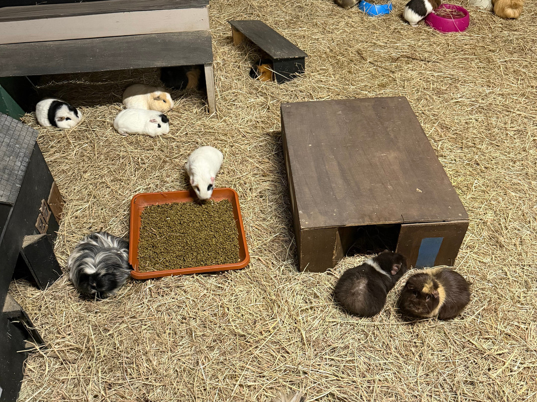 Marsh Farm Animal Adventure Park-Woodham Ferrers必去景点