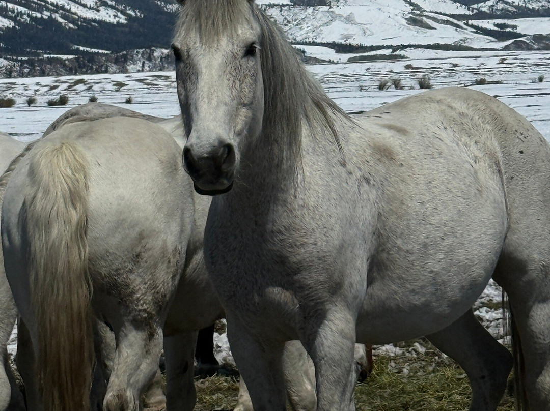 Deerwood Ranch Wild Horse EcoSanctuary-拉勒米必去景点