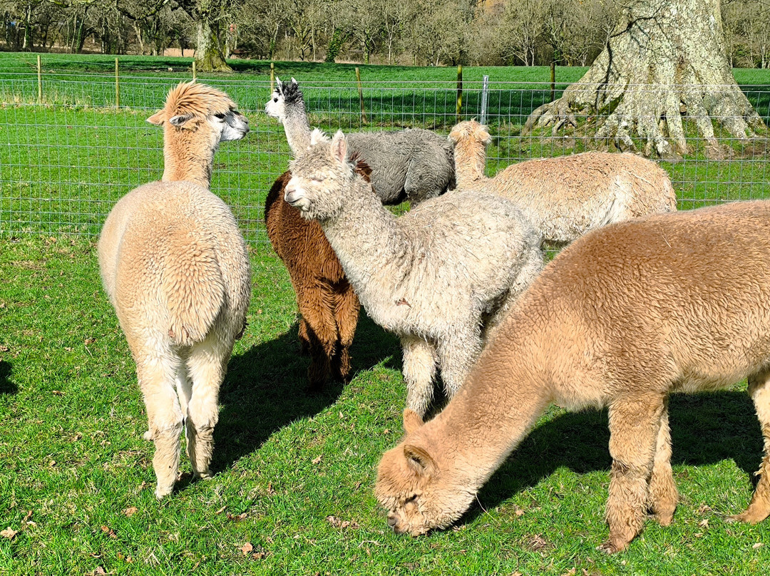 Reservoir Alpacas