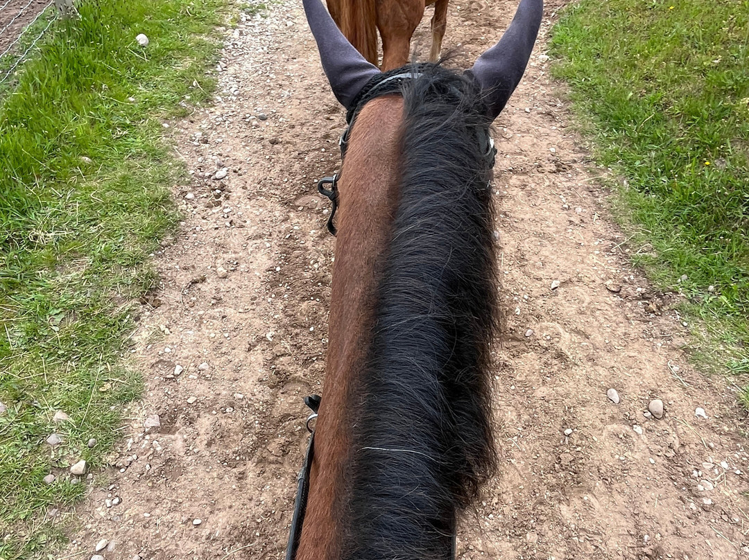 Cannock Chase Trekking Centre-Penkridge必去景点