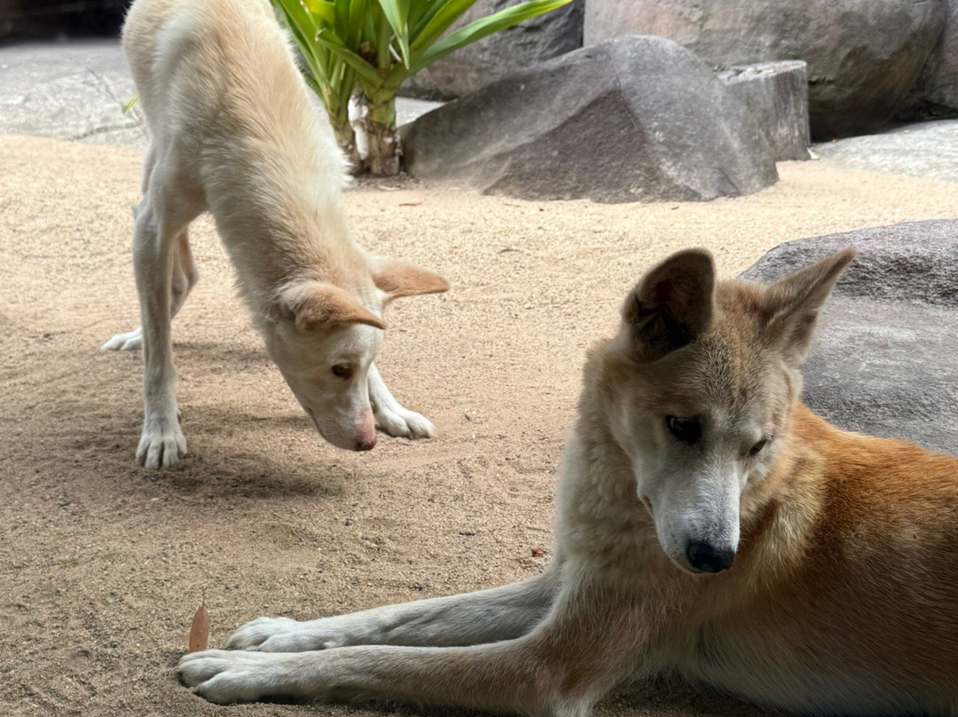 Australia Zoo-Beerwah必去景点