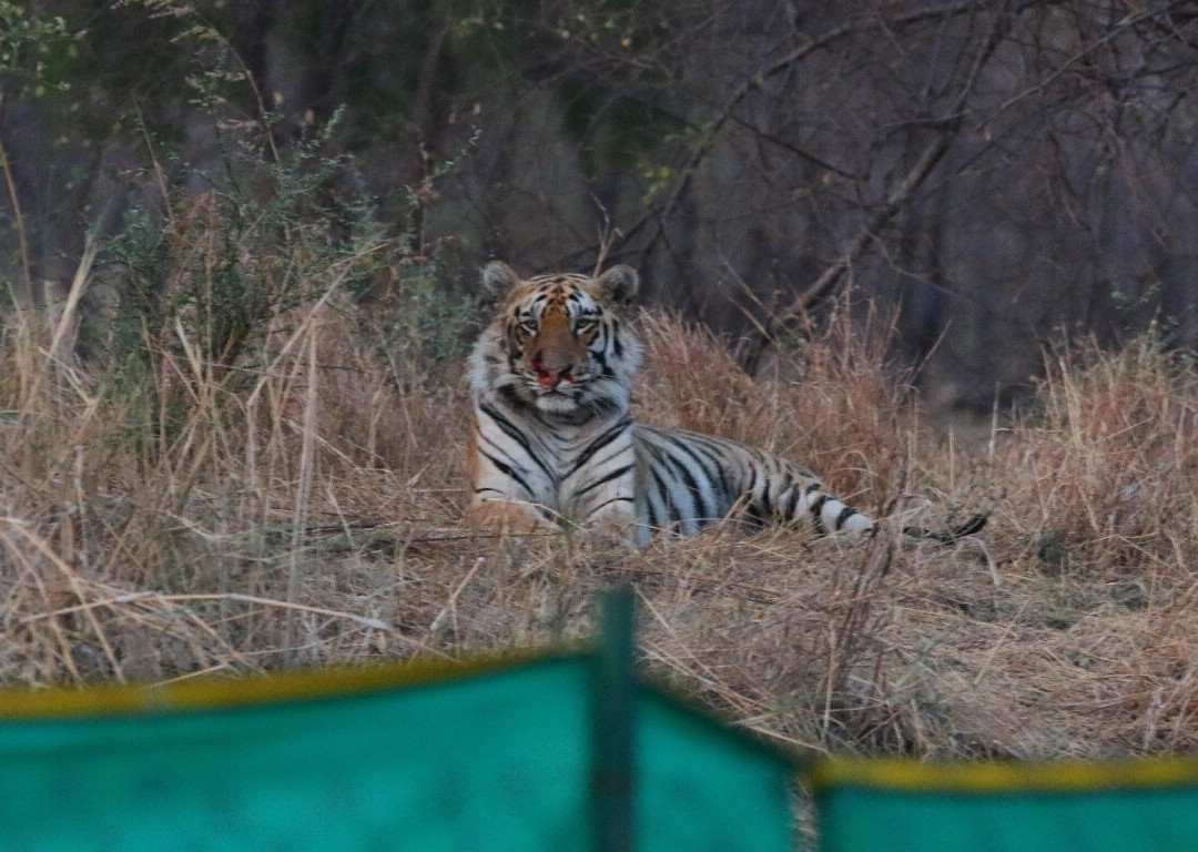 Svasara Jungle Lodge at Tadoba主图