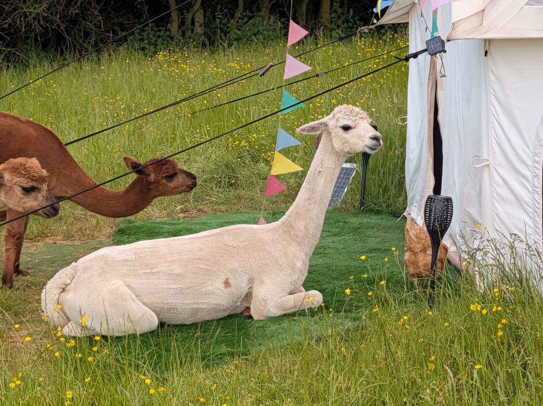 Tickhill Alpacas-Tickhill必去景点
