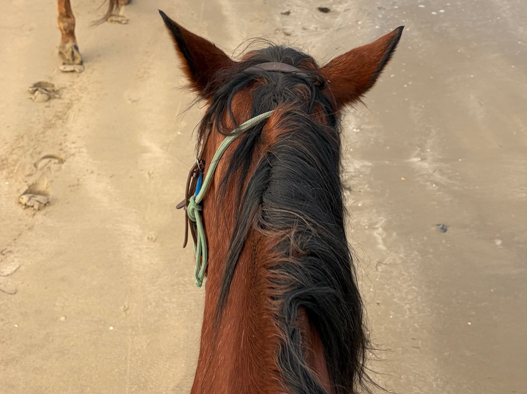 Horse Riding Tasmania-Woodsdale必去景点