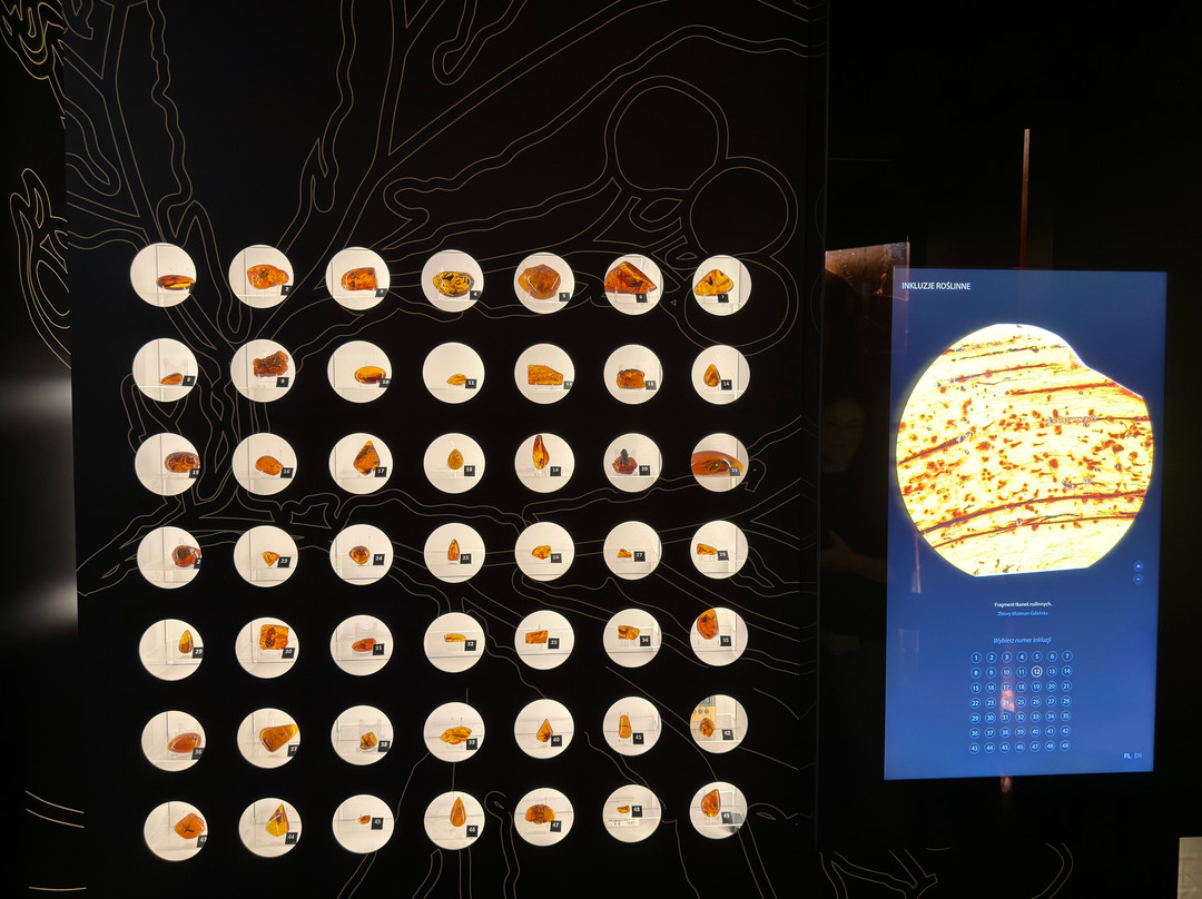 Museum of Amber - Museum of Gdansk-格但斯克必去景点