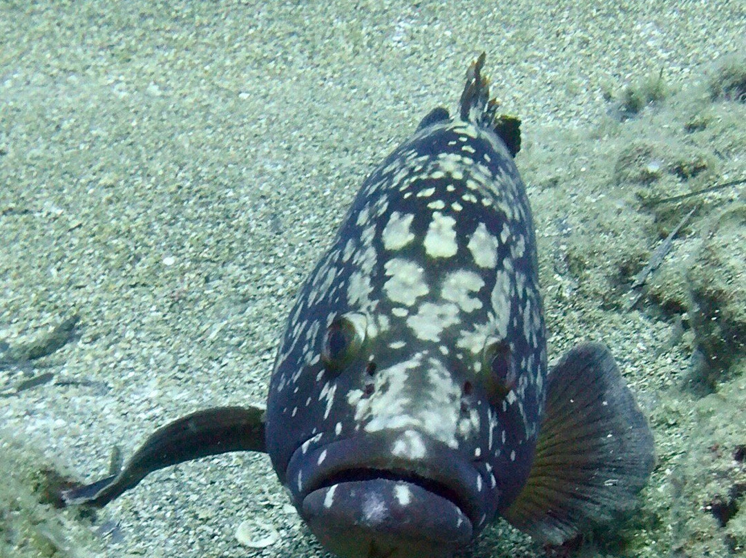 Coral Diving Crete-Anissaras必去景点