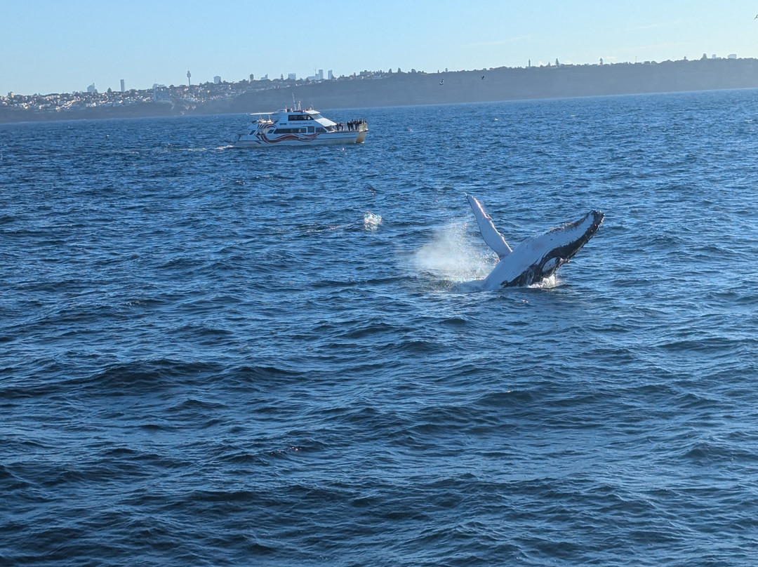 Go Whale Watching Sydney-悉尼必去景点