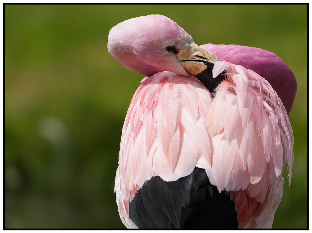 WWT Slimbridge Wetland Centre-Slimbridge必去景点