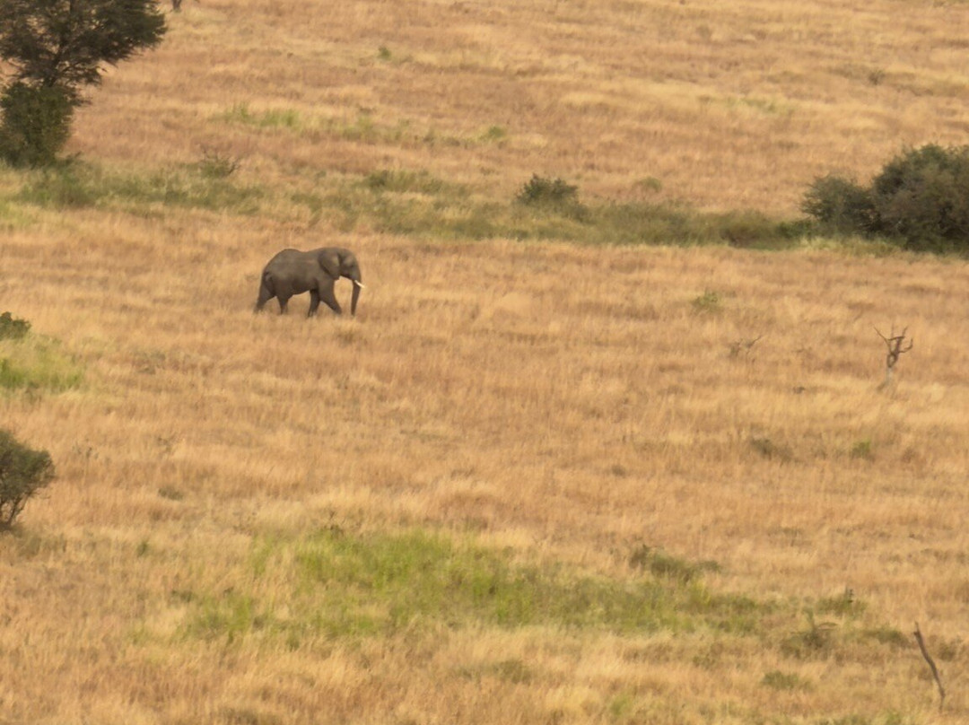 Adventures Aloft Balloon Safari Tanzania-Ikoma必去景点