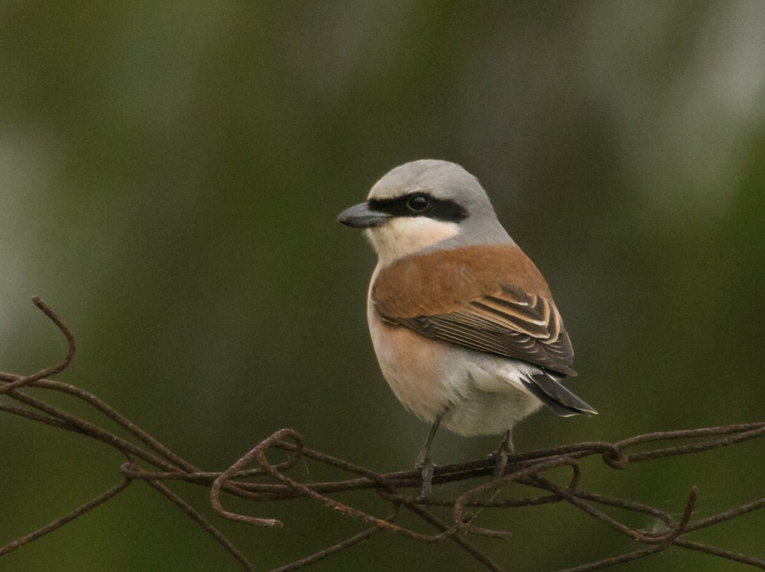 Greece Bird Tours-Marathon必去景点