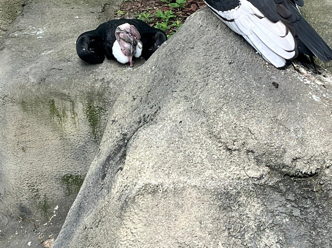 Cincinnati Zoo & Botanical Garden-辛辛那提必去景点
