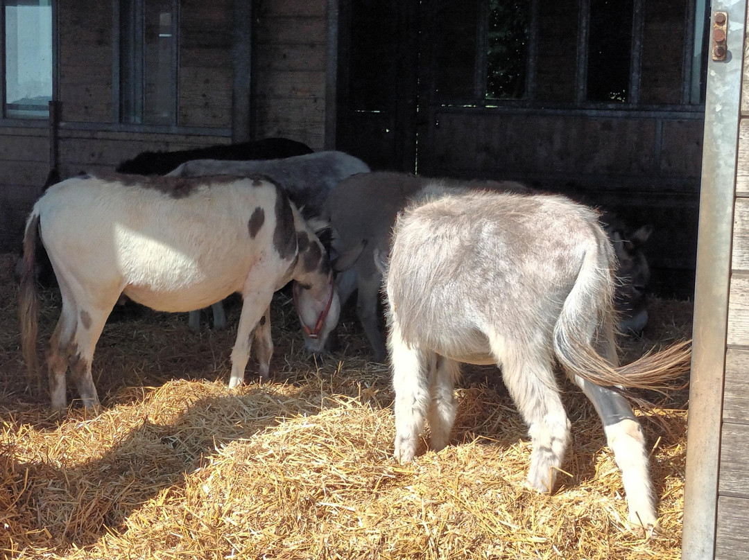 The Donkey Sanctuary-西德茅斯必去景点