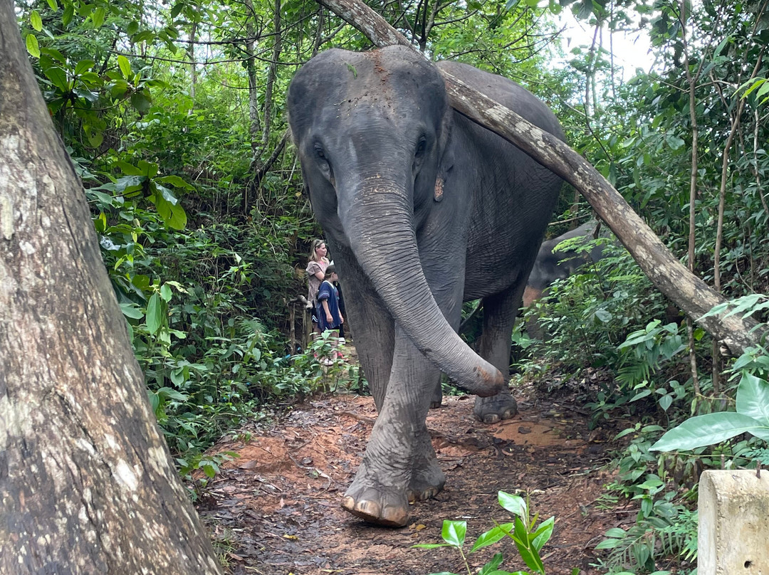 The Lake Phuket Elephant Home-Thep Krasatti必去景点