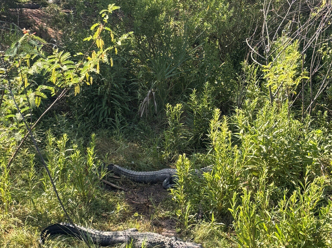 Alligator Adventure-美特尔海滩必去景点