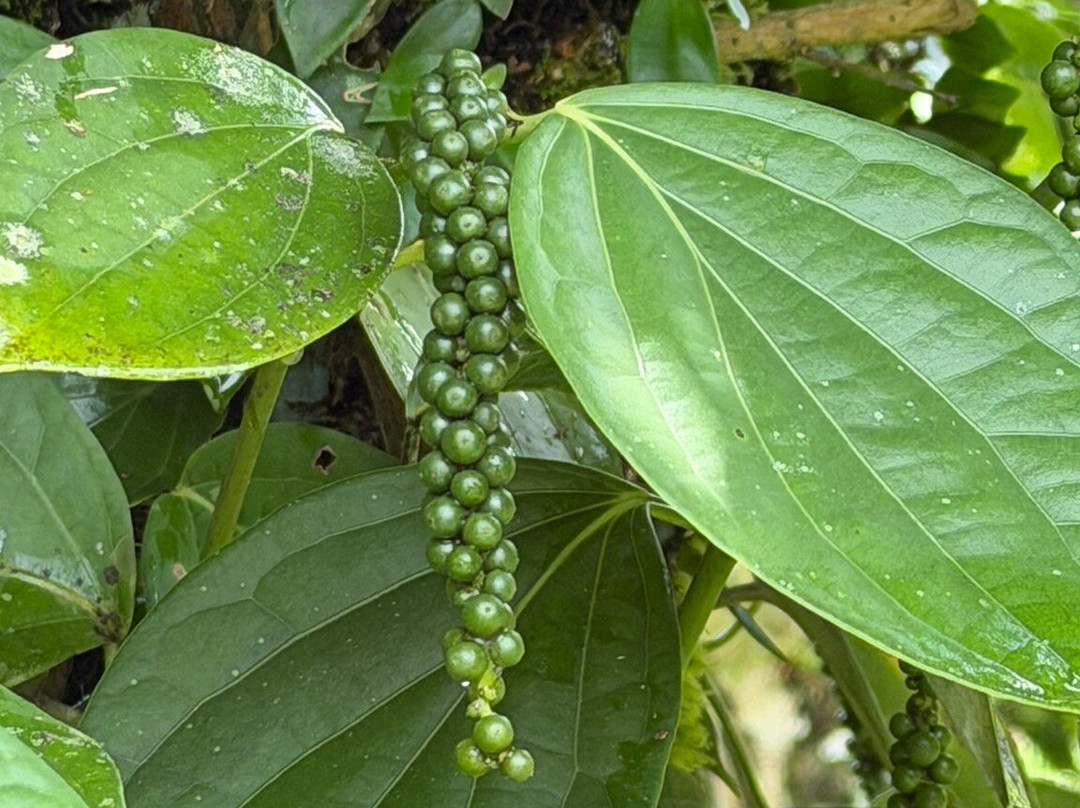 Finca Sura-Puerto Viejo de Sarapiqui必去景点