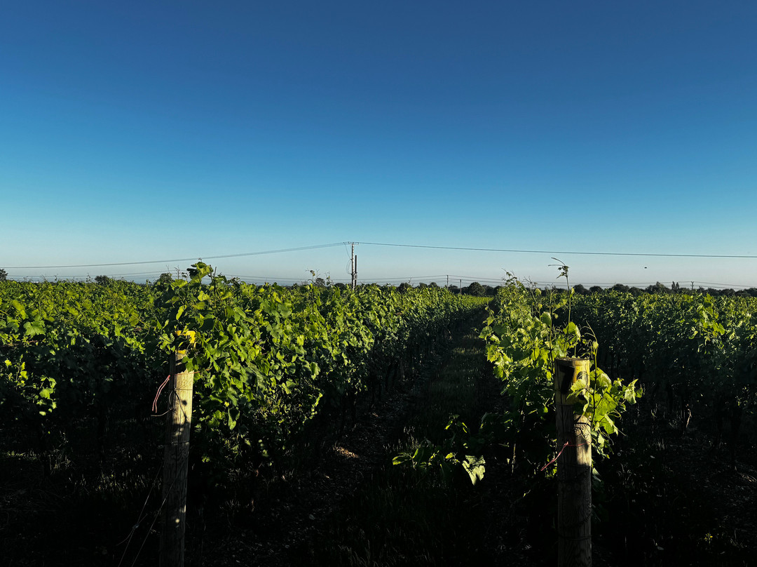 Tinwood Estate Vineyard-奇切斯特必去景点