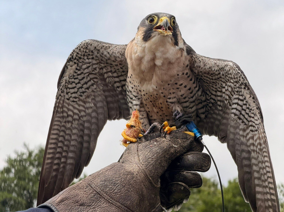 Gauntlet Birds Of Prey-纳茨福德必去景点
