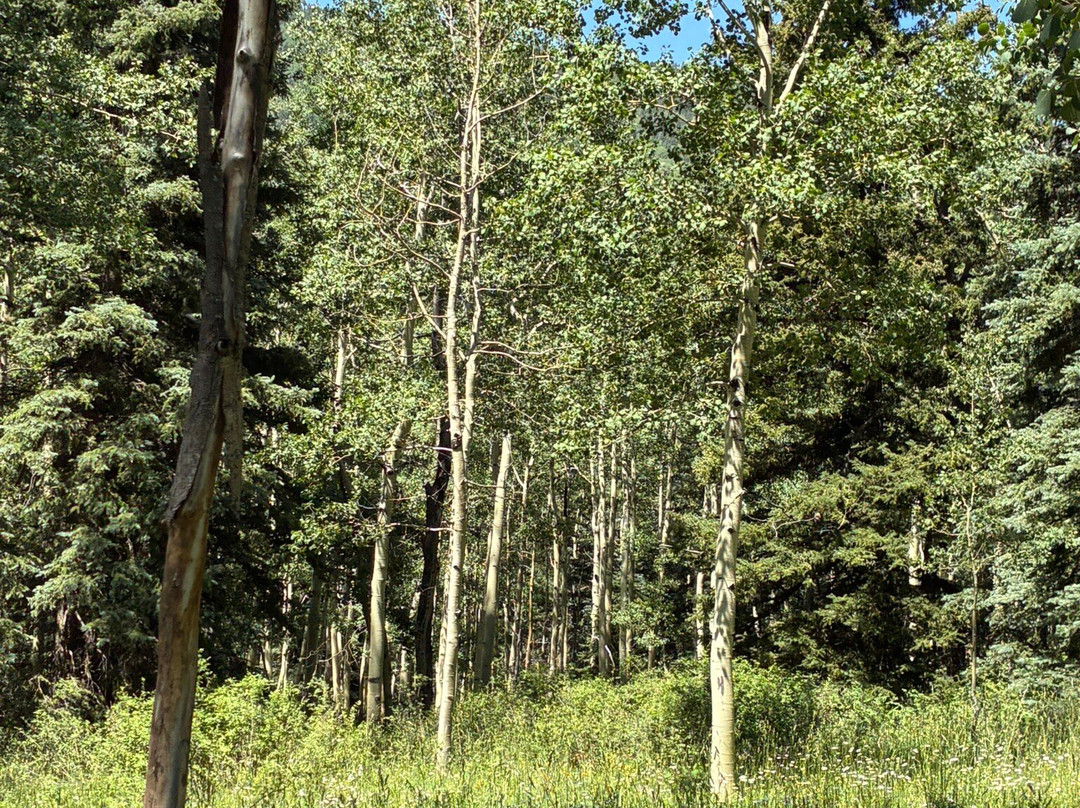 Cascade Creek Trail-杜兰戈必去景点
