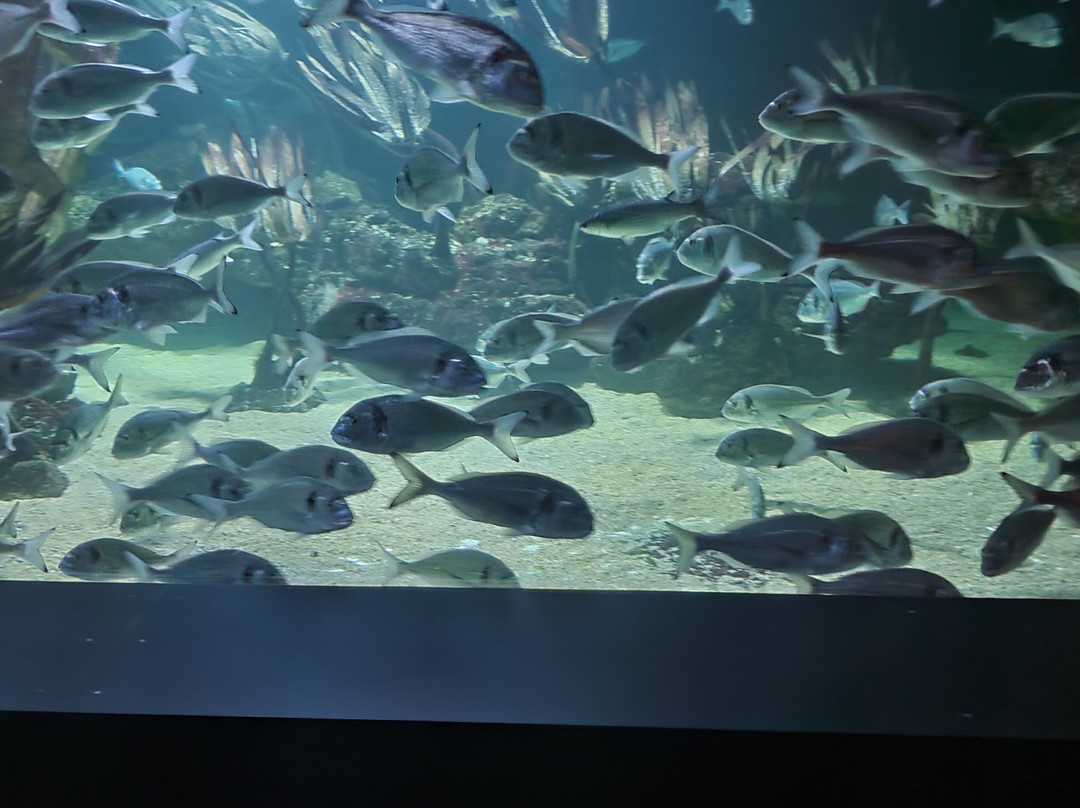 Aquarium de Vendée-Talmont Saint Hilaire必去景点