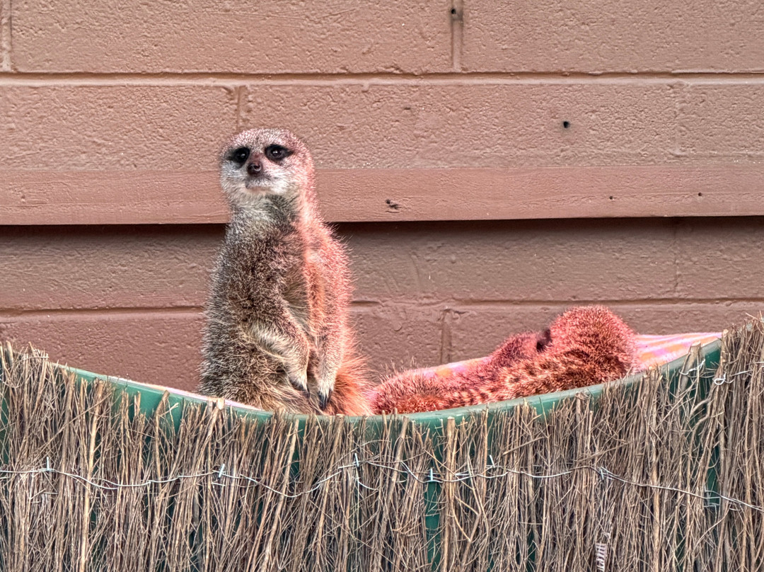 Brooklands Zoo-新普利默斯必去景点