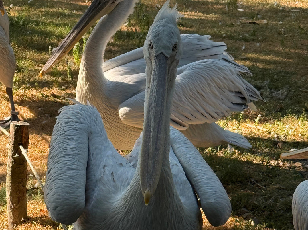 Parc Animalier et Botanique de Branféré-Le Guerno必去景点